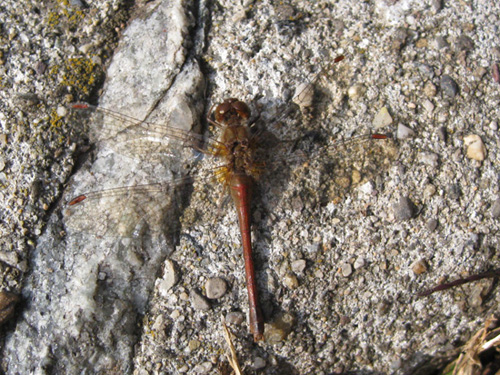and then one of the many dragonflies by the pond