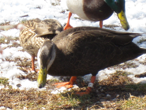 Because Black Ducks are becoming rarer, researchers who study the species will place identifying bands on the birds as seen on this Black Duck male.