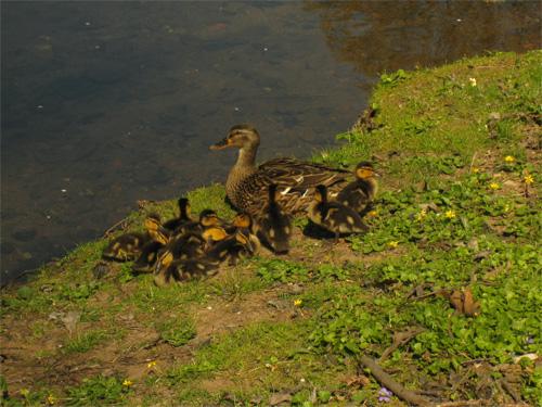 This mother mallard has eleven healthy ducklings